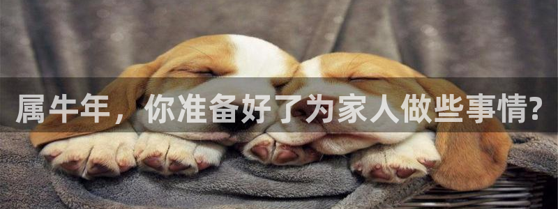 成都BB贝博艾弗森电子有限公司：属牛年，你准备好了为家人做些事情?