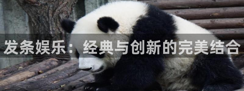 BB贝博艾弗森怎么下载：发条娱乐：经典与创新的完美结合